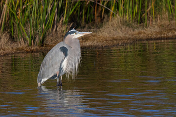 Great blue heron, seen in a North California marsh