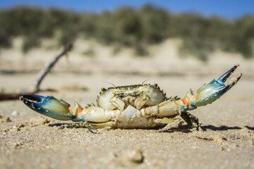 close up of crab