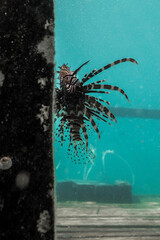 lionfish