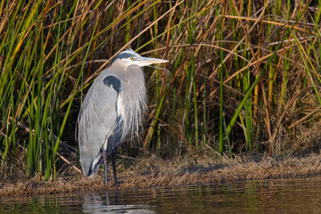 Great blue heron, seen in a North California marsh