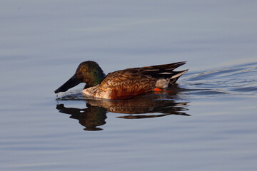 Northern Shoveler in beautiful light, seen in the wild in North California