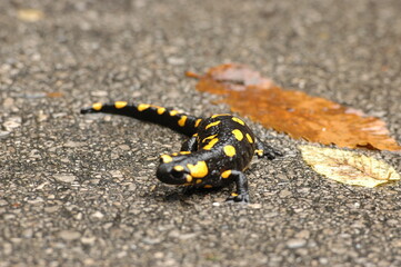 Salamandra pezzata 