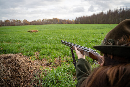 Jagd und Wildhege, junge J&auml;gerin zielt mit ihrem Gewehr auf einen Fuchs - jagdliches Symbolfoto.