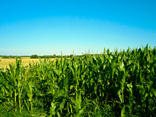Maisanbau in der Uckermark
