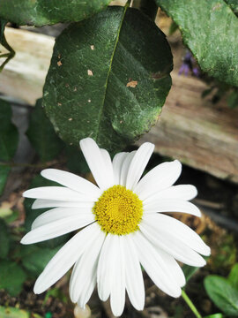 flor de manzanilla