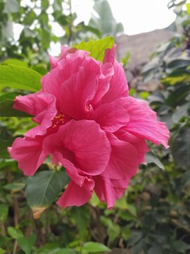 Flor de cayena color fuscia