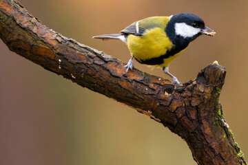 A black tit or also called coal tit at a feeding place at the Mönchbruch pond in a natural reserve in Hesse Germany. Looking for food in winter time.