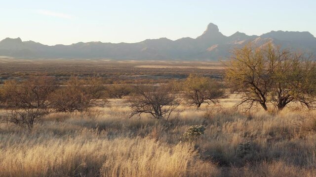 Mesquite trees and swaying grass with the Baboquibare mountain in the background at the wilderness of Bueno Aires National Wildlife Refuge at Southern Arizona. Panorama.