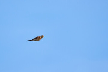 Fieldfare in flight (Turdus pilaris), Bird in flight	