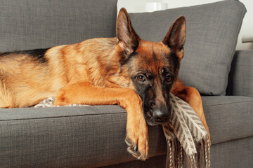 Purebred young German shepherd dog lying curled up on a sofa in the bedroom. Portrait of a pet.