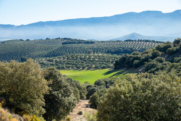 Andalusian agricultural landscape with olive groves on hills