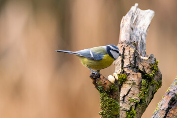 Blue tit at a feeding place at the Mönchbruch pond in a natural reserve in Hesse Germany. Looking for food in winter time.