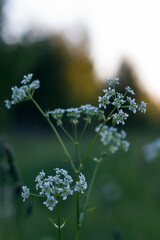 Achillea field plant with white flowers