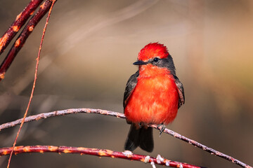 Vermillion Flycatcher