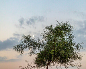 full moon and tree