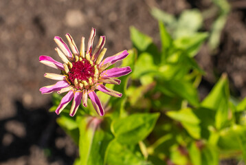 Obraz premium Dahlia flowers in the garden
