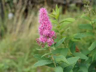 (Spiraea douglasii) Spirée rose de Douglas de forme allongée et étroite aux étamines carminées...