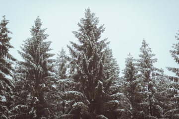 For&ecirc;t de sapins enneig&eacute;s
