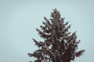 Sapin enneig&eacute;