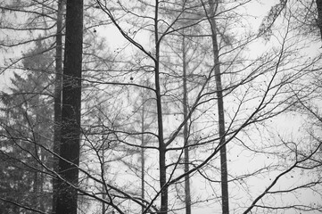 Photo d'arbres en hiver