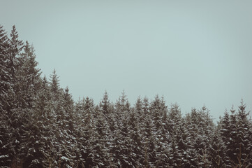 Sapins enneig&eacute;s