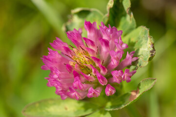 Macro of Trifolium pratense, the red clover head in bloom, summer meadow