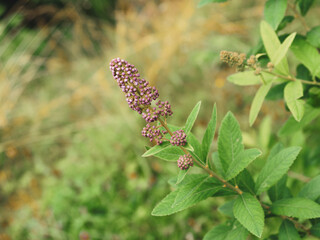 Spiraea douglasii | Spirée de Douglas rose en cours de floraison
