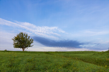 Fototapeta na wymiar Albero con i rami con foglie verdi in un prato di erba verde, cielo sereno con poche nuvole colorate.