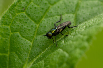 Macro of small, black-green fly sitting on a leaf