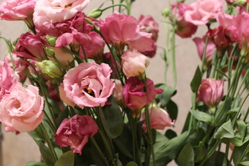 pink tulips in a garden
