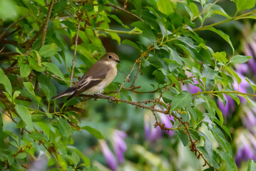 European pied flycatcher bird, Ficedula hypoleuca.  Bird on bush in the garden.
