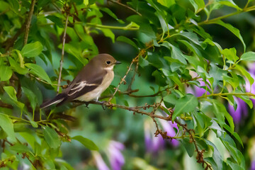 European pied flycatcher bird, Ficedula hypoleuca.  Bird on bush in the garden.