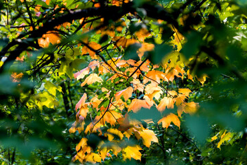 Sunlit maple leaves turning to vibrant autumn colors surrounded by green foliage - path to gold