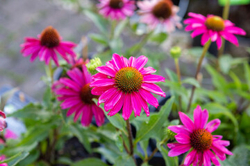 Obraz premium Margerite