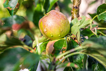 Frischer Apfel