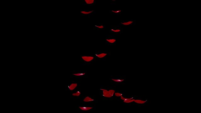 Red rose petals fall to the floor. Black isolated background. Alpha channel enabled