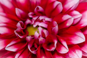 Macro au coeur d'une fleur de Dahlia rose