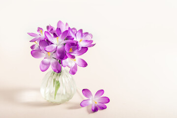 Creative layout made with spring crocus flowers in the vase on pink background. Flat lay. Spring minimal concept.