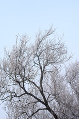 Fototapeta na wymiar Frosted tree branches image