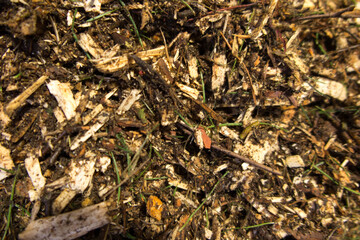 biomass in the form of wood chips with impurities lying on a heap as fuel