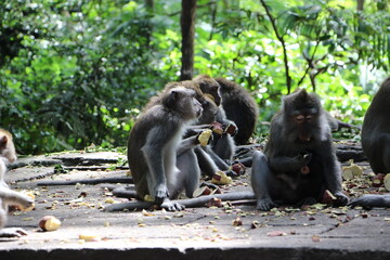 Long tailed macaque eating, feeding, monkey forest, ubud, Bali, Indonesia