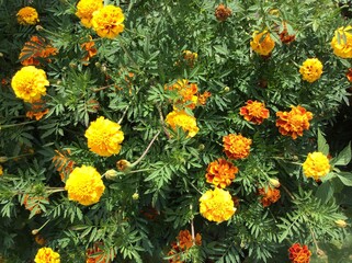 yellow flowers