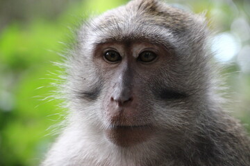 Naklejka premium Long tailed macaque Bali, Indonesia