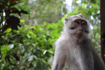 Obraz premium Long tailed macaque chilling and and enjoying the weather in monkey forest, ubud, Bali, Indonesia