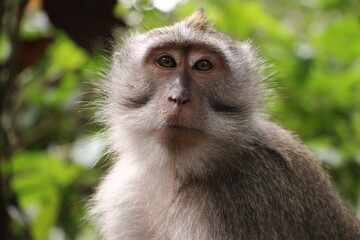 Naklejka na ściany i meble Long tailed macaque Bali, Indonesia