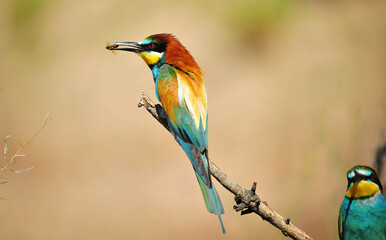 un precioso abejaruco de colores en una rama de un arbol
