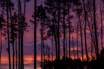 Fototapeta na wymiar sunset over a forest with an unusually colored sky