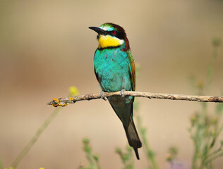 un precioso abejaruco de colores en una rama de un arbol