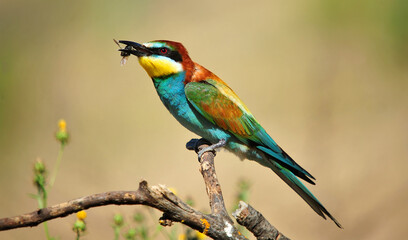 un precioso abejaruco de colores en una rama de un arbol