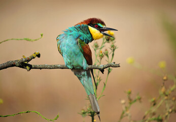 un precioso abejaruco de colores en una rama de un arbol